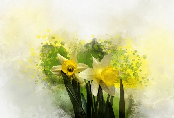 Narcisos Acuarela Flores Primavera Acuarela Dibujadas Mano Perfectas Para Tarjetas — Foto de Stock