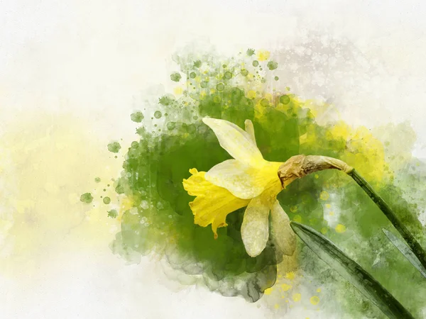 Aquarell Narzissen Handgezeichnete Aquarell Frühlingsblumen Perfekt Für Design Grußkarte Oder — Stockfoto