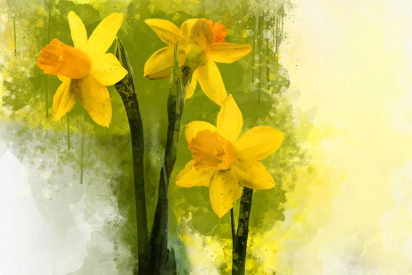 Акварельные Нарциссы Весенние Цветы Ручной Работы Идеально Подходят Оформления Поздравительных — стоковое фото