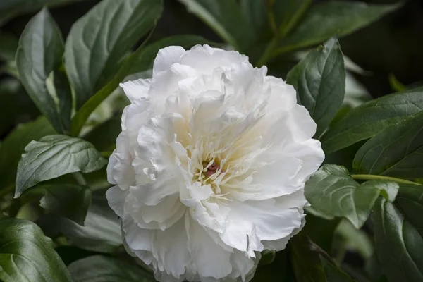 Blooming white peony. Garden Bush of white peonies. Fluffy, disheveled, white flowers.