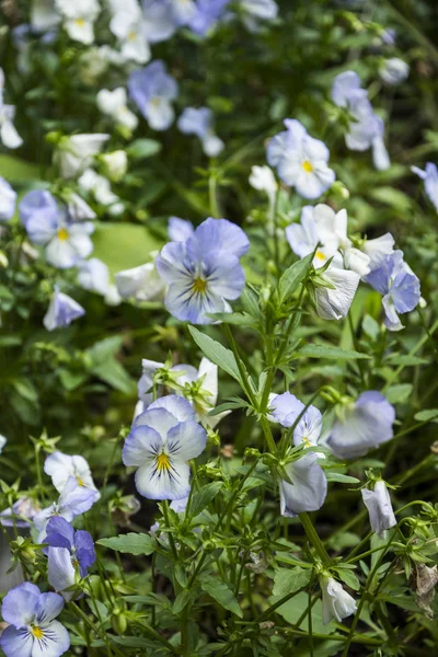 Bratek Kwiaty Żywe Białe Niebieskie Kolory Wiosny Zdjęcia Makro Twarzy — Zdjęcie stockowe