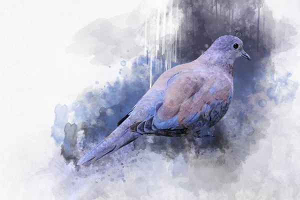 Porträt Eines Taubenvogels Aquarellmalerei Vogelillustration — Stockfoto