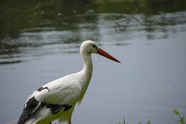 Cigogne Dans Son Habitat Naturel Cigogne Blanche Marchant Sur Une — Photo