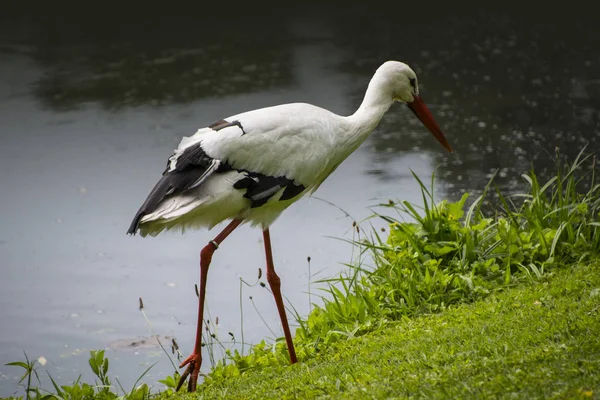 Cigogne Dans Son Habitat Naturel Cigogne Blanche Marchant Sur Une — Photo