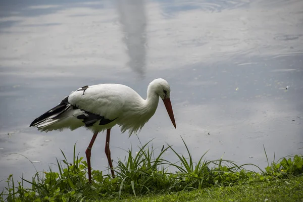 Cigogne Dans Son Habitat Naturel Cigogne Blanche Marchant Sur Une — Photo