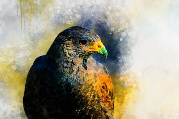 Falcon watercolor, predator, animals, birds, wildlife, painting