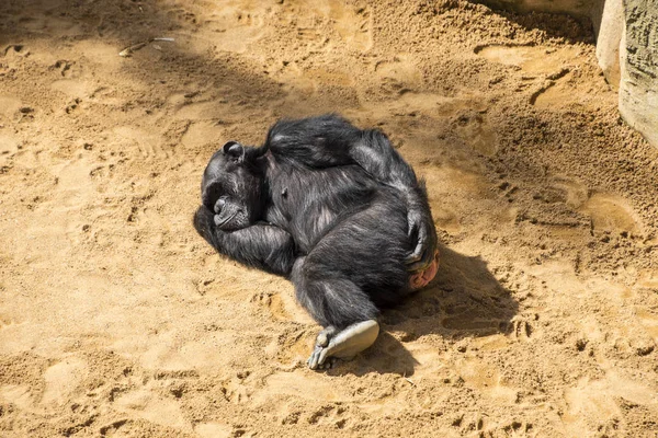 Young Chimpanzee Sleeping on the ground