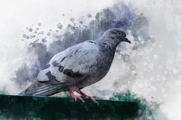Portrait of a Pigeon bird, watercolor painting. Bird illustration.