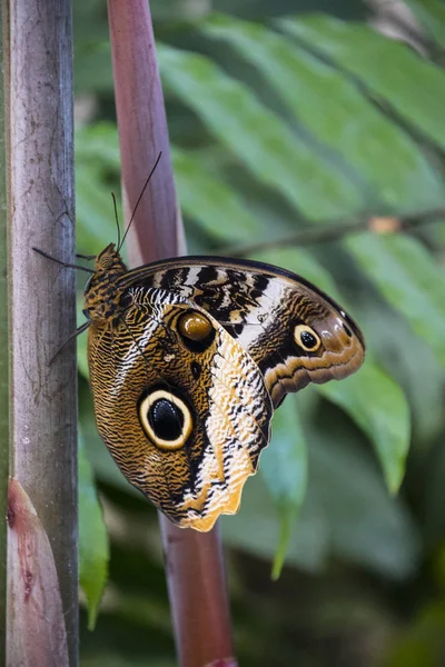 ブルーモルフォ蝶や皇帝、彼の美しい大きな翼を持つ花で休んでモルフォ peleides. — ストック写真