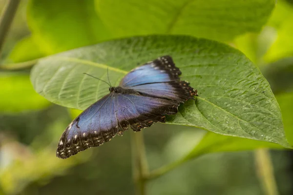 Mavi Morfo kelebek veya İmparator, biçim peleides bir çiçek ile onun güzel büyük kanatları üzerinde dinlenme. — Stok fotoğraf