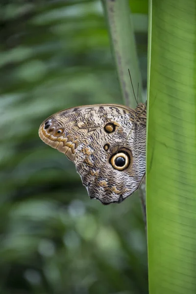 Mavi Morfo kelebek veya İmparator, biçim peleides bir çiçek ile onun güzel büyük kanatları üzerinde dinlenme. — Stok fotoğraf