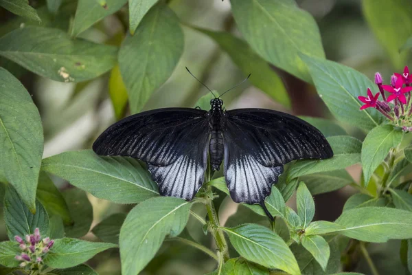 Red-spotted Purple or White Admiral Limenitis arthemis