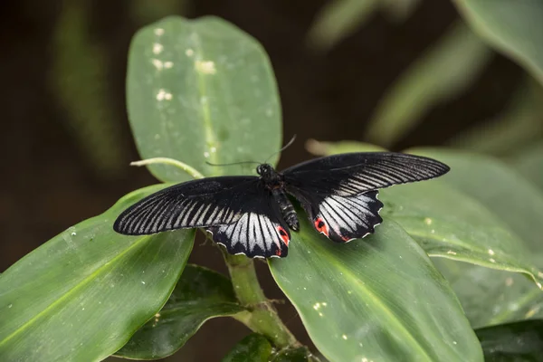 Red-spotted Purple or White Admiral Limenitis arthemis