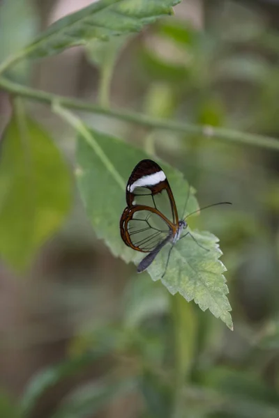 The transparent wings of Greta oto, the glass-winged butterfly (Metona grandiosa)