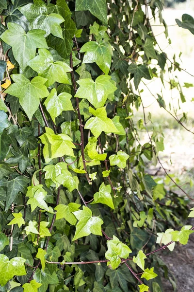 Makró, gyönyörű, buja zöld levelek a borostyán. A foltos háttér és másol szabad lemezterület. — Stock Fotó