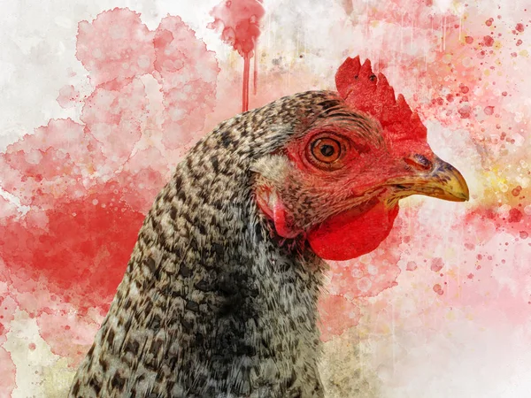 Akvarell kyckling. Hand dras akvarell kuk perfekt för design gratulationskort eller skriv ut. — Stockfoto