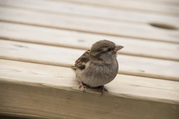 Haussperling auf Holztisch. Spatzen sind an die städtische Umgebung gewöhnt — Stockfoto