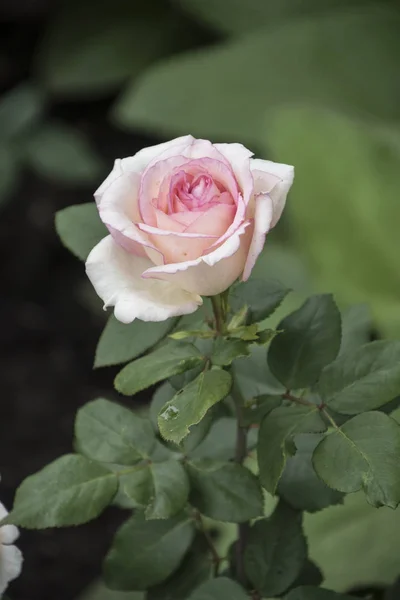 Primer plano de la flor rosa. Profundidad de campo superficial. Flor de primavera de rosa — Foto de Stock