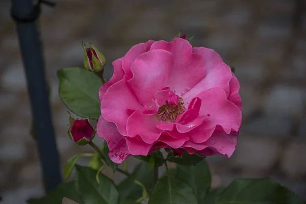 Primer plano de la flor rosa. Profundidad de campo superficial. Flor de primavera de rosa —  Fotos de Stock