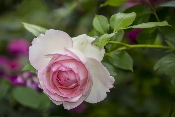 Primer plano de la flor rosa. Profundidad de campo superficial. Flor de primavera de rosa — Foto de Stock