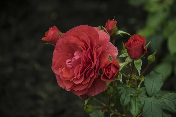 Primer plano de la flor rosa. Profundidad de campo superficial. Flor de primavera de rosa roja — Foto de Stock