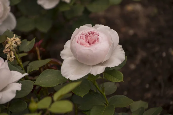 Kwiat róży zbliżenie. Płytkiej głębi ostrości. Wiosna kwiat białej róży. — Zdjęcie stockowe