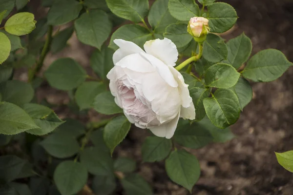 Primer plano de la flor rosa. Profundidad de campo superficial. Flor de primavera de rosa blanca . — Foto de Stock