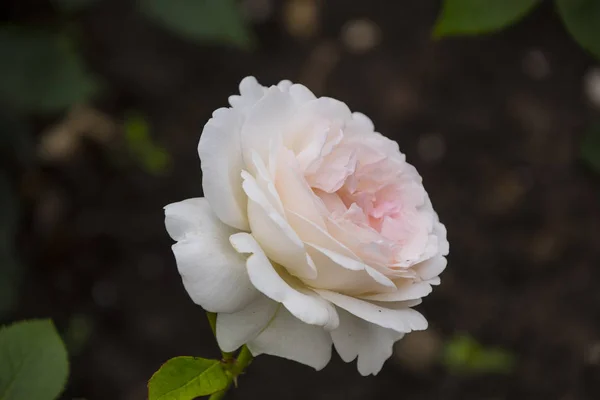 Primer plano de la flor rosa. Profundidad de campo superficial. Flor de primavera de rosa blanca . — Foto de Stock