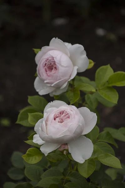 Primer plano de la flor rosa. Profundidad de campo superficial. Flor de primavera de rosa blanca . — Foto de Stock