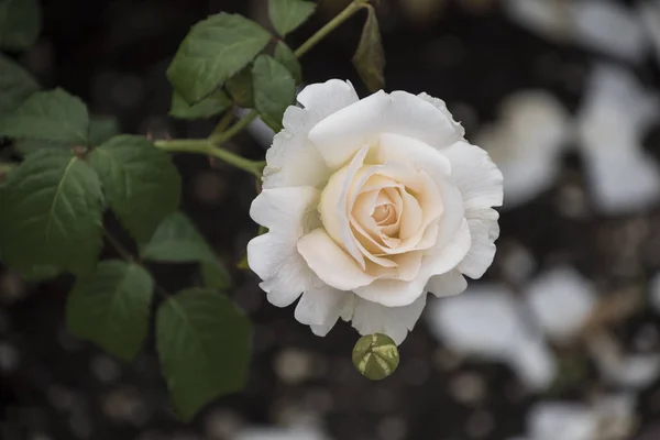 Primer plano de la flor rosa. Profundidad de campo superficial. Flor de primavera de rosa blanca . — Foto de Stock