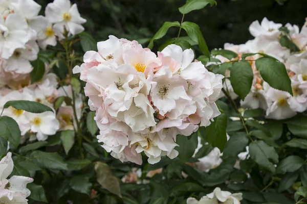 Fleur rose en gros plan. Profondeur de champ faible. Printemps fleur de rose blanche . — Photo