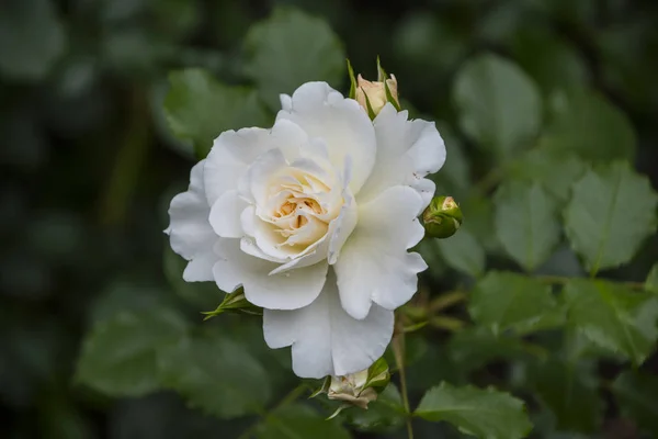 장미 꽃의 근접 촬영입니다. 필드의 얕은 깊이. 백색 로즈의 봄 꽃. — 스톡 사진