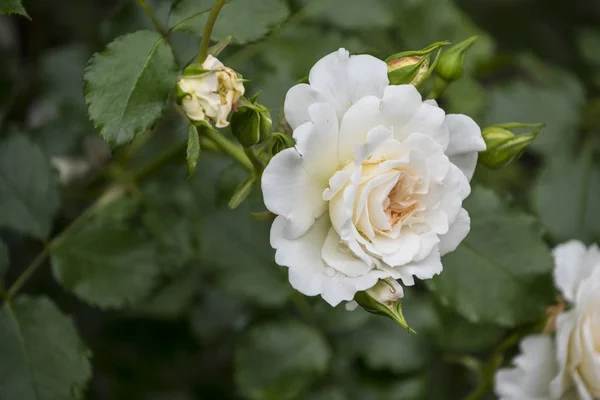 Primer plano de la flor rosa. Profundidad de campo superficial. Flor de primavera de rosa blanca . — Foto de Stock