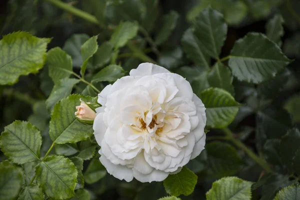 Primer plano de la flor rosa. Profundidad de campo superficial. Flor de primavera de rosa blanca . — Foto de Stock