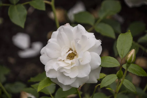 Primer plano de la flor rosa. Profundidad de campo superficial. Flor de primavera de rosa blanca . — Foto de Stock