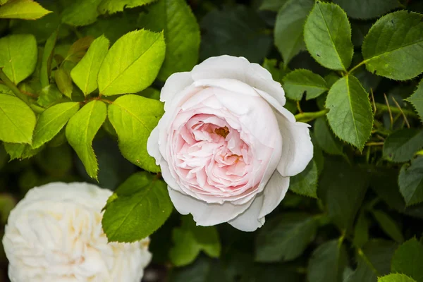 Rosenblüten in Nahaufnahme. geringe Schärfentiefe. Frühlingsblume aus weißer Rose. — Stockfoto