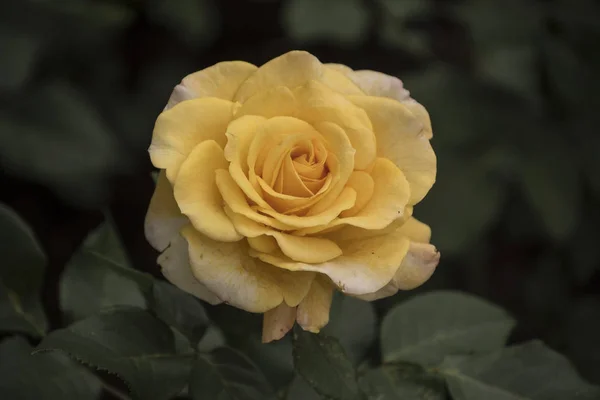 Hermosa rosa amarilla grande sobre fondo borroso. Rosa amarilla en el arbusto. Macro rosado delicado. — Foto de Stock