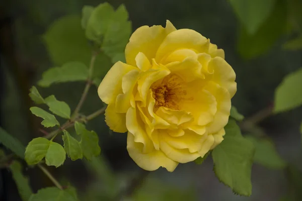 Hermosa rosa amarilla grande sobre fondo borroso. Rosa amarilla en el arbusto. Macro rosado delicado. —  Fotos de Stock