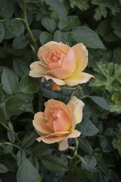 Schöne große blassorange Rose auf blauem Hintergrund. orangefarbene Rose am Strauch. zartes Rosenmakro. — Stockfoto