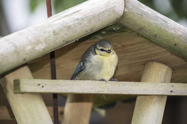 Baby kék cinege. A madár gyermek ül egy madár evő, a többit pedig az első repülés — Stock Fotó