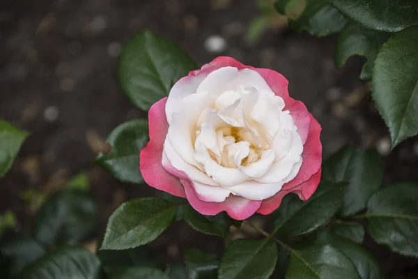 Primer plano de la flor rosa. Profundidad de campo superficial. Flor de primavera de rosa —  Fotos de Stock