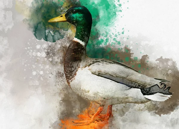 Portrait of a male wild duck, watercolor painting. Bird illustration. — Stock Photo, Image