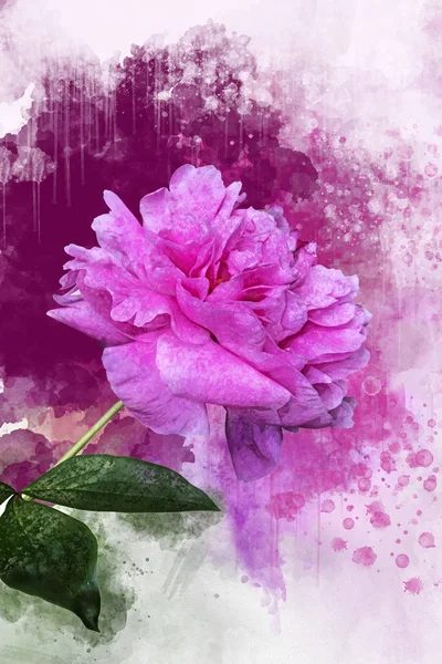 Różowy piwonia akwarela ilustracja tła. Wiosenny kwiat — Zdjęcie stockowe
