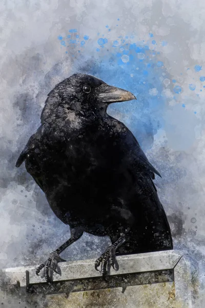 Portrait d'un Corbeau, aquarelle. Illustration d'oiseau — Photo