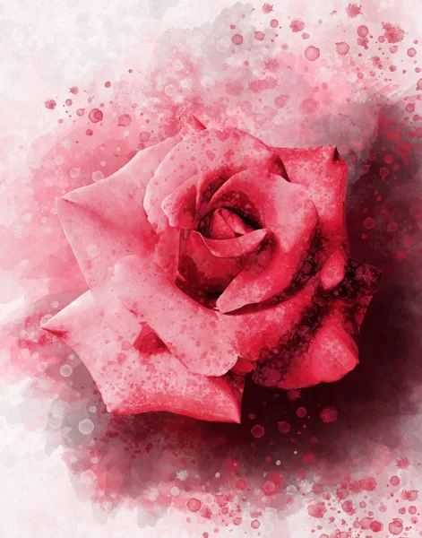 Ένα σχέδιο ακουαρέλας ενός ζωηρού κόκκινου τριαντάφυλλου. Βοτανική τέχνη. Διακοσμητικό στοιχείο για ευχετήρια κάρτα ή πρόσκληση γάμου — Φωτογραφία Αρχείου
