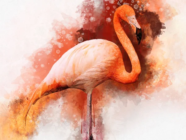 Flamingo Portret, suluboya resim. Kırmızı flamingo (Phoenicopterus ruber), zoolojik çizim, el çizimi.
