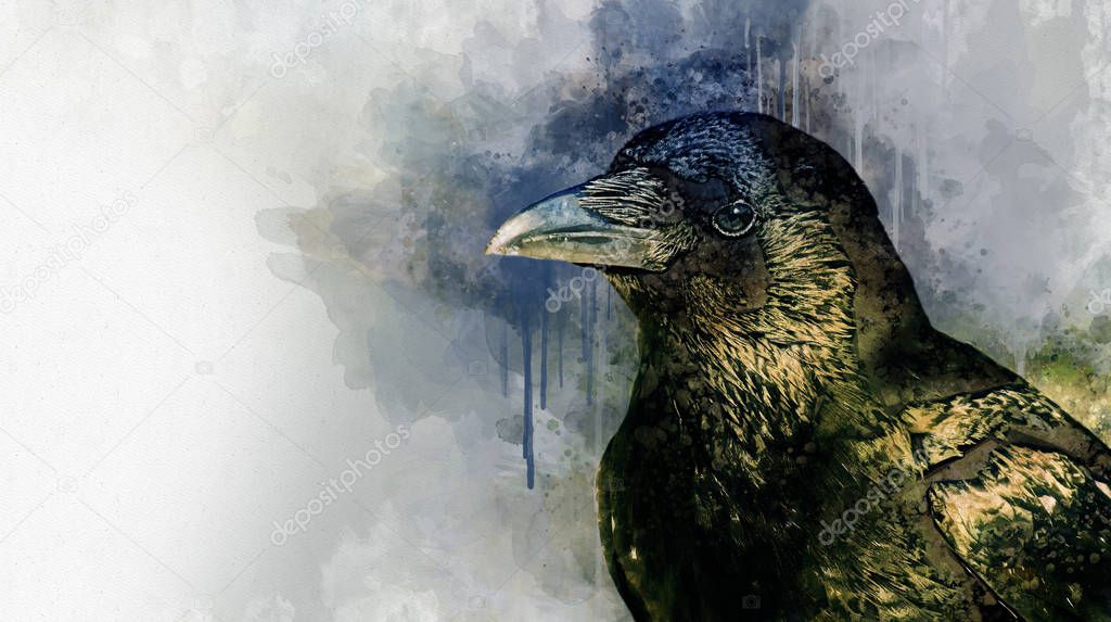 Portrait of a Crow bird, watercolor painting. Bird illustration