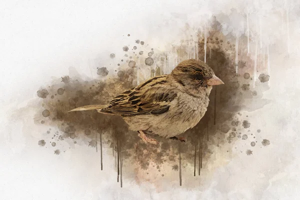 Kleiner Spatz Aquarell Digital Painting Vintage-Effekt — Stockfoto