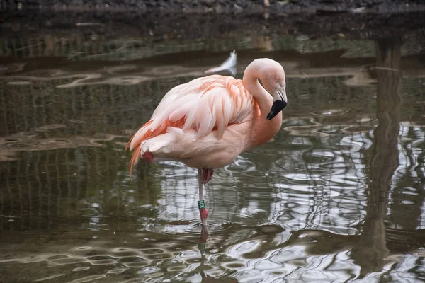 Flamingo americano. El flamenco americano (Phoenicopterus ruber) es una gran especie de flamenco también conocido como el flamenco del Caribe. — Foto de Stock