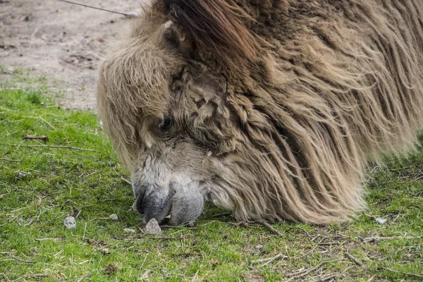 Bactrian deve, camelus bactrianus Orta Asya 'nın stepine büyük, hatta toed toynaklılar yerli. — Stok fotoğraf